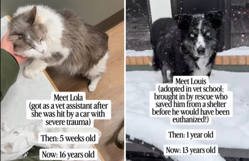 The Truth Behind the Pets Everyone Thought Were “Designer”