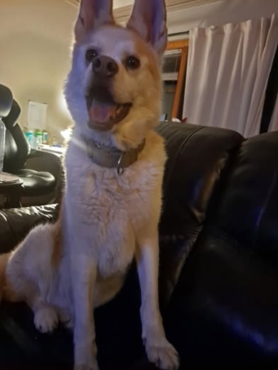 How a Husky Finally Got His Smile — and His Forever Home