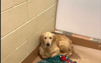 He Couldn’t Stop Shaking—Until One Person Finally Saw Him