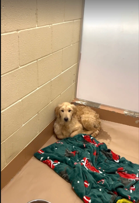 He Couldn’t Stop Shaking—Until One Person Finally Saw Him