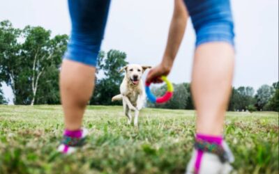 When Pavement Burns Paws. Train Smarter This Summer