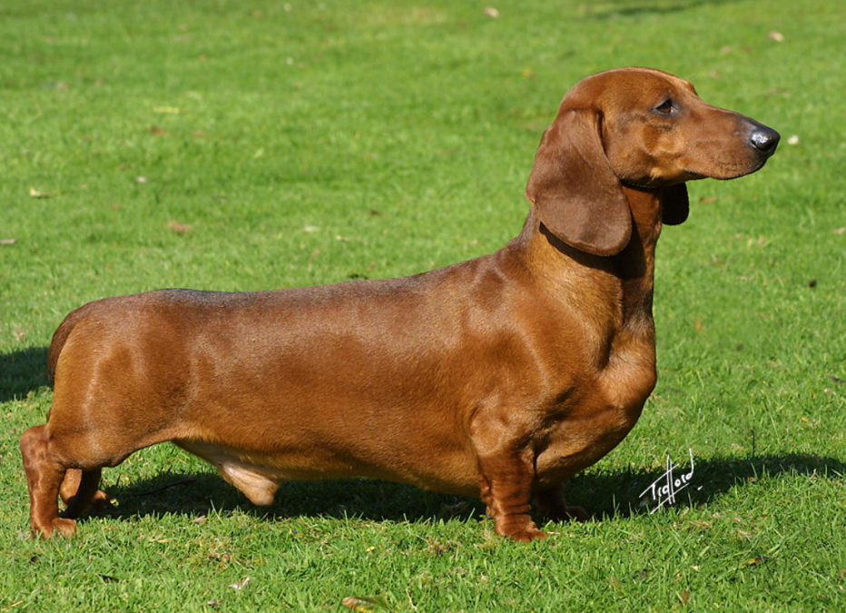 The “Weenie Dog” Surprise That No One Saw Coming