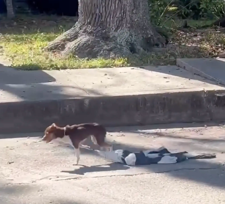 Tiny Chihuahua Escapes the Unthinkable—Just in Time