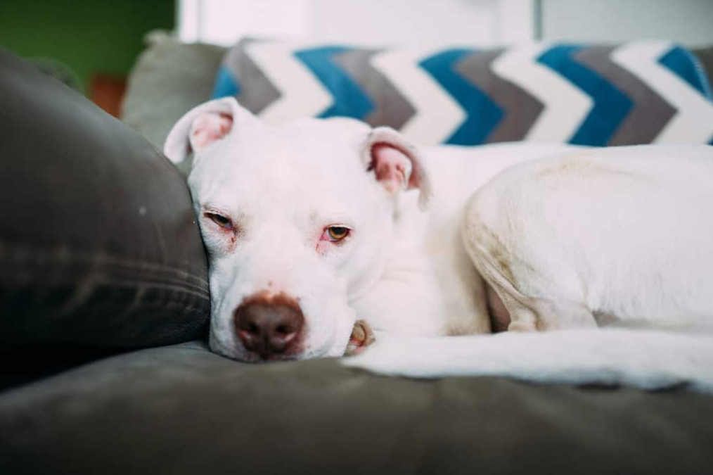 The Long Wait That Led to Love: A Shelter Dog’s Heartwarming New Beginning