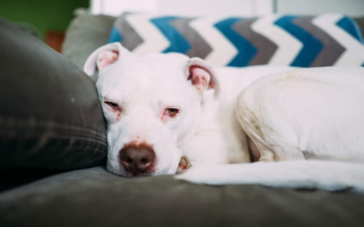 The Long Wait That Led to Love: A Shelter Dog’s Heartwarming New Beginning