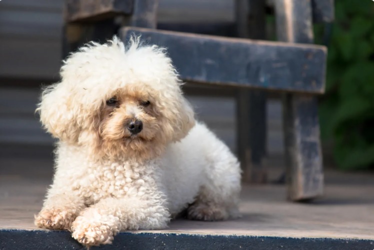 From Stray Barking at the Door to Warm Blankets: One Dog’s Rescue Story