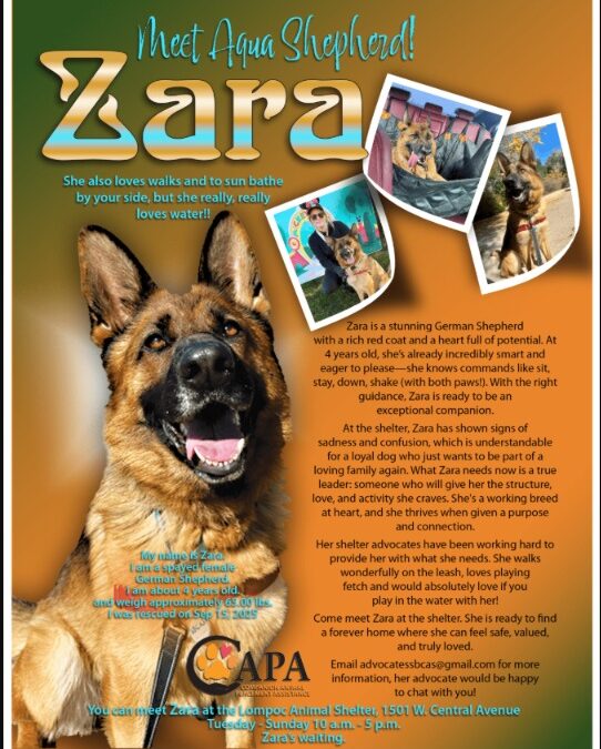 Meet Zara: The Smart and Playful German Shepherd Ready for Her Forever Home