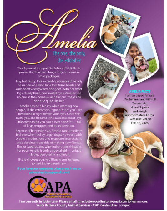 Dog of the Week: Amelia Finds Her Way Into Hearts