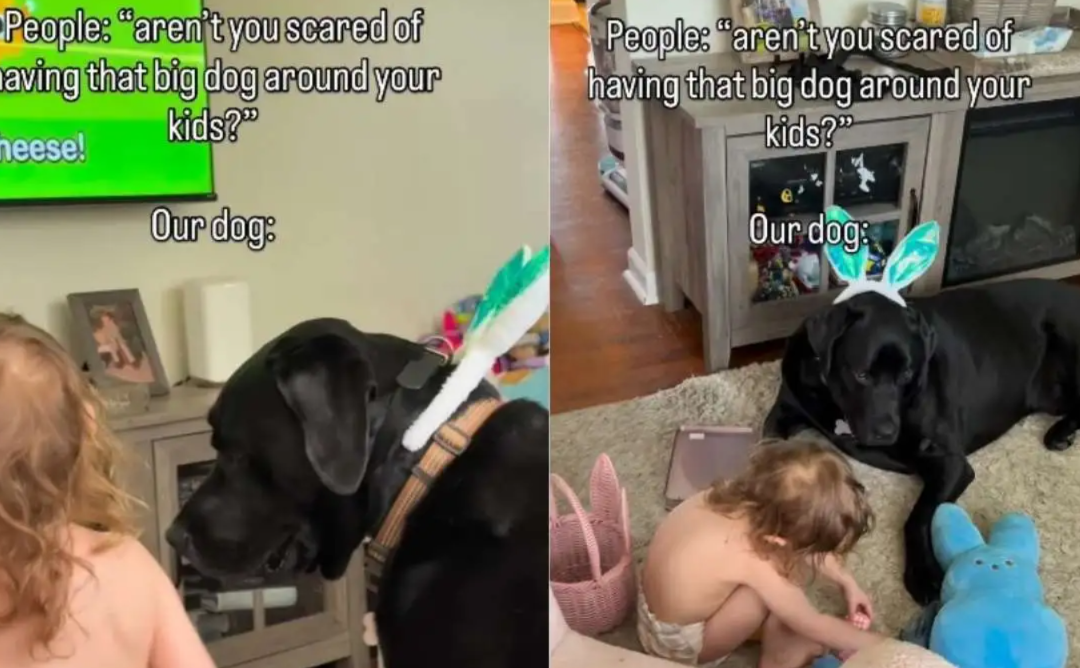 Big Body, Soft Heart… A Gentle Giant Meets a Tiny Human