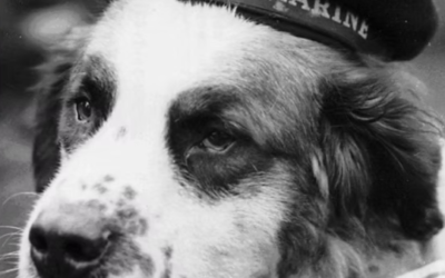 The Sea Dog Who Became a Wartime Legend