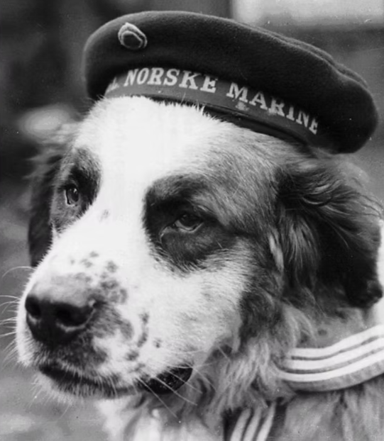 The Sea Dog Who Became a Wartime Legend