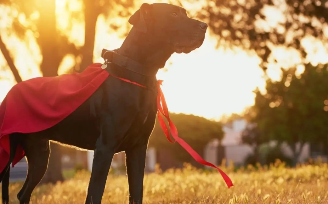 Australia’s Hero Dog Finally Retires