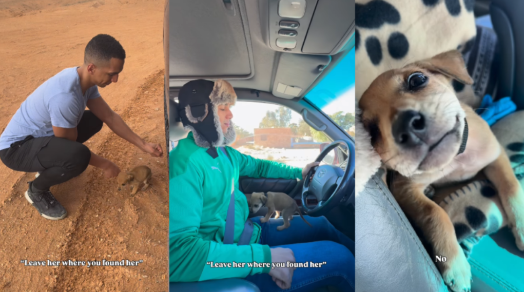 A Stray Puppy Waited for a Home… Then Someone Finally Said Yes