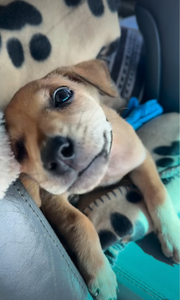 A Rescue Puppy Changed Everything Without Even Trying