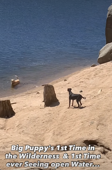Rescue Dog’s Water Trick Surprises Owner