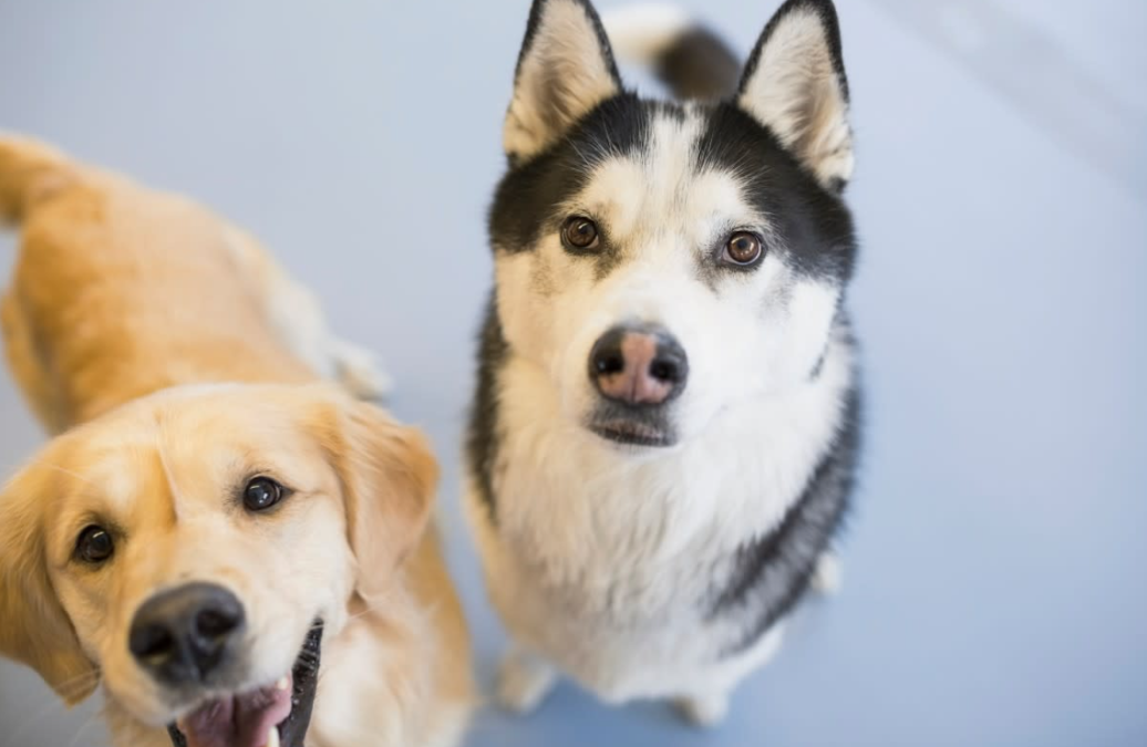 He Barked at His Dogs… And Instantly Regretted It