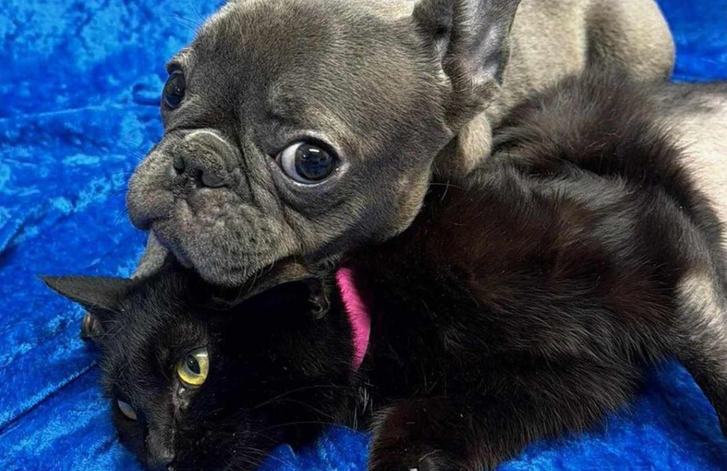 They Each Lost a Leg… But Found Something Even Greater