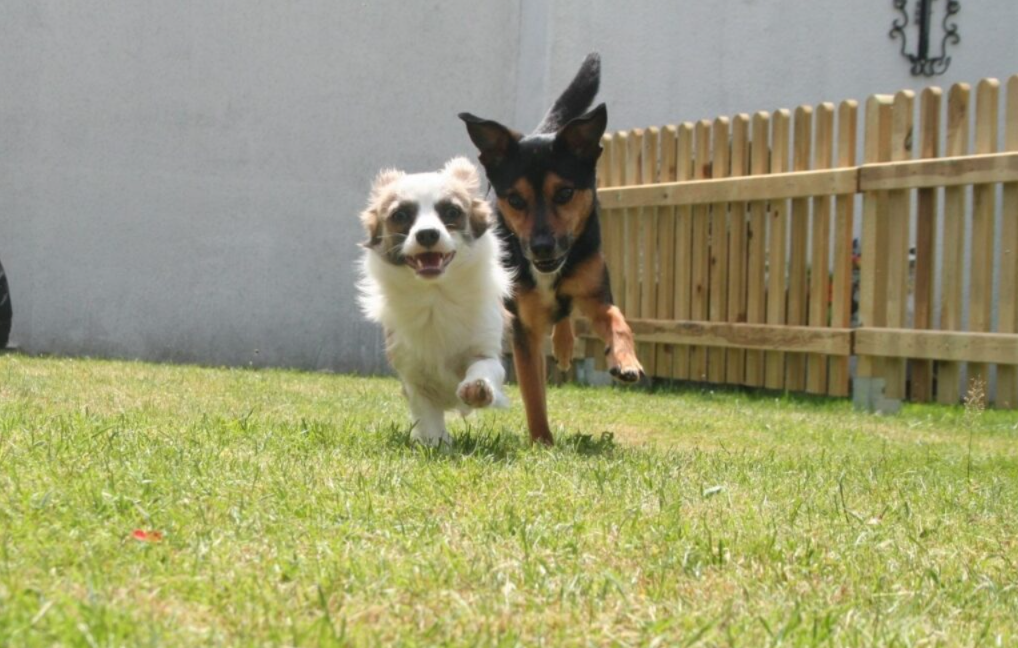 The Secret to a Well-Behaved Dog… Boundaries That Actually Stick