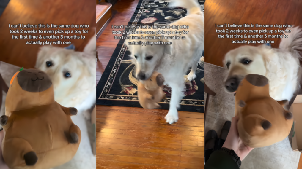 The Senior Golden Who Learned to Be a Dog Again