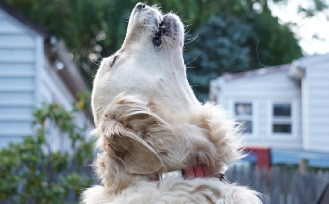 From Silence to Song: A Rescue Golden’s New Life