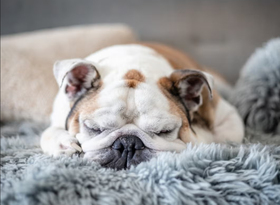 He Tried to Leave the Bed… and Totally Missed the Plan