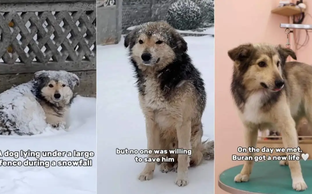 A Stray Dog Walked Through a Snowstorm… and Into a Family
