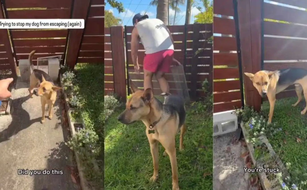 The Dog Who Refused to Lose His Exit Route