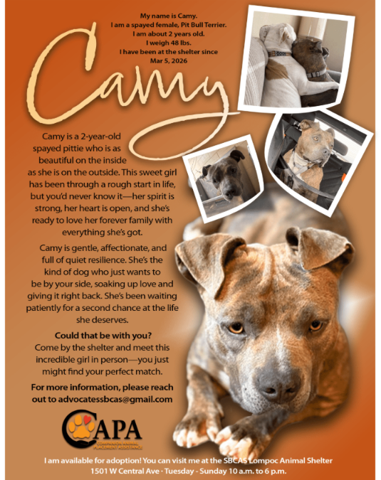 Sweet, Gentle, Overlooked… Meet Camy
