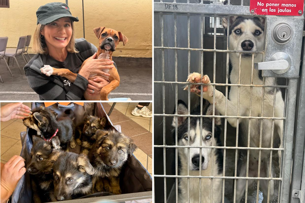 They Saved Thousands… Then Had to Walk Away - The Morning Tails