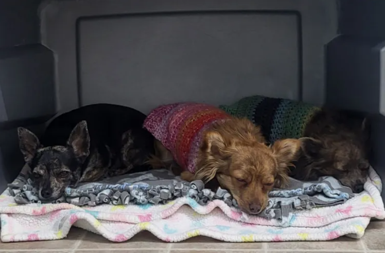 Tiny Dogs, Big Scare, Happy Ending