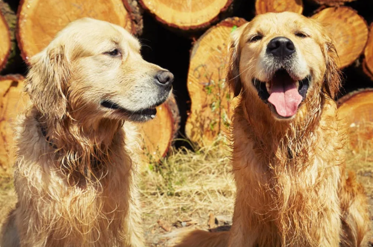 First Dog vs Second Dog… The Chaos Is Real