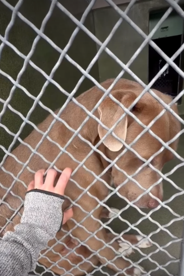 The Shelter Door She Thought Would Open Again