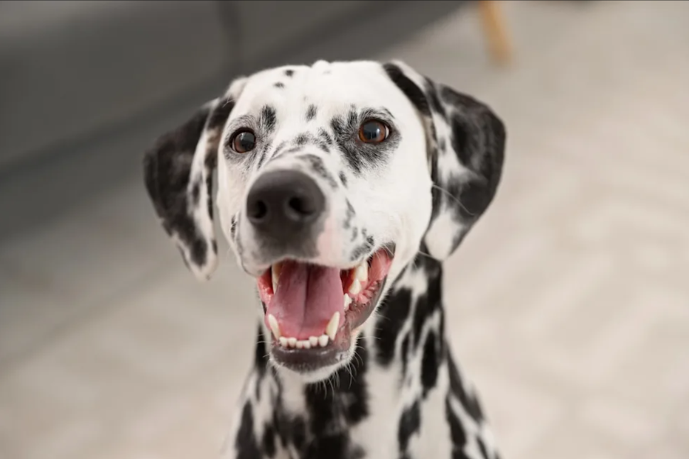 They Just Knew… This Dog Was Meant for Them