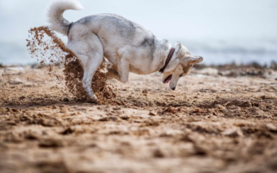 Stop the Digging—Without Breaking Their Spirit