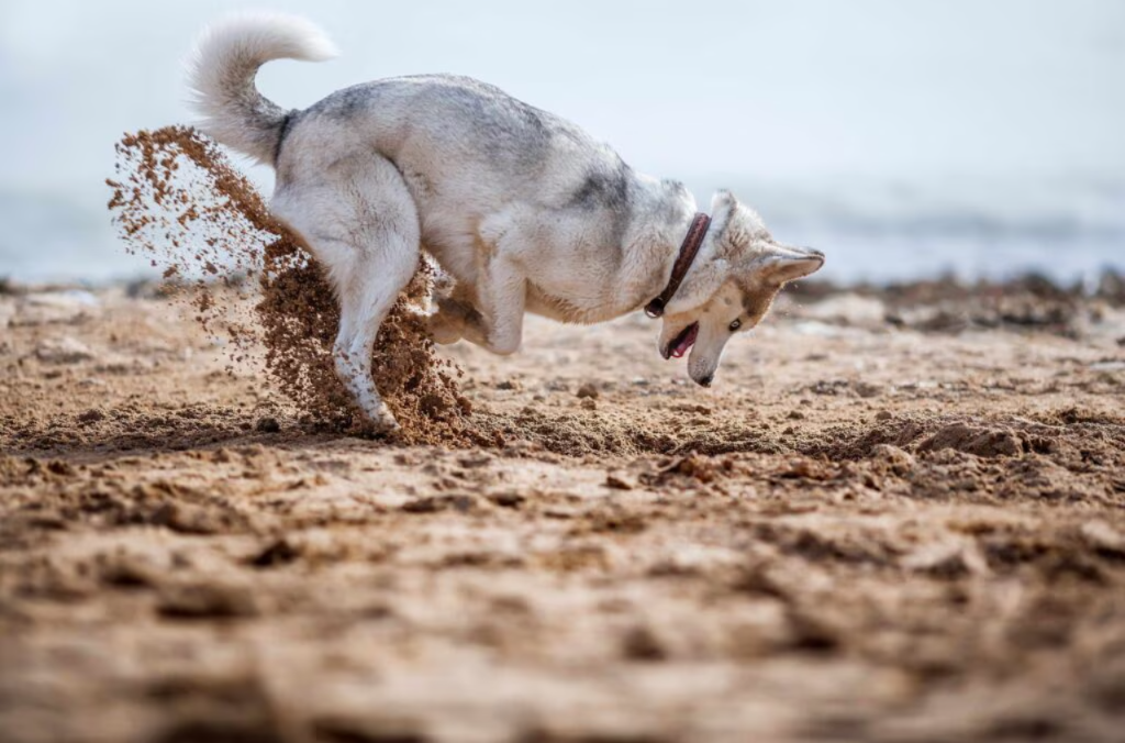 Stop the Digging—Without Breaking Their Spirit