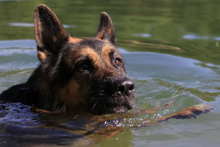 The Pool Noodle “Rescue Plan” That Backfired Perfectly