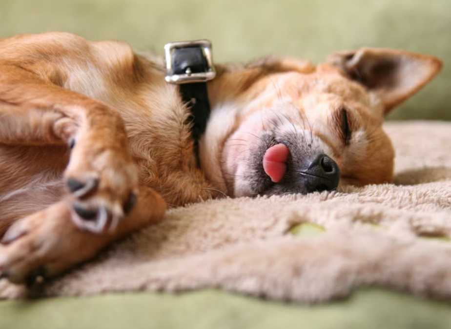 When Your Pup Puts Its Paw Down on the Time Change