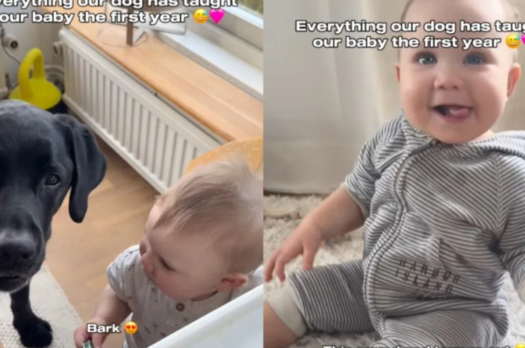 The Dog Who Became the Baby’s First Teacher