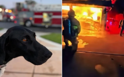 The Dog Who Wouldn’t Stop Barking… and Saved a Family