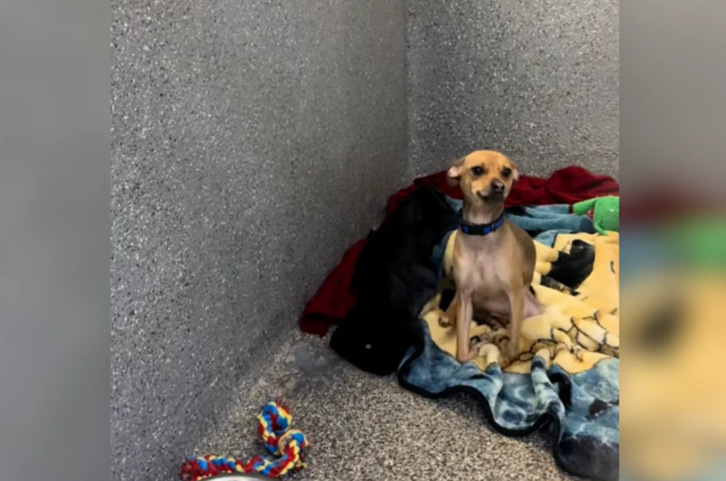 She Watched Her Friend Get Adopted… Then Something Unexpected Happened