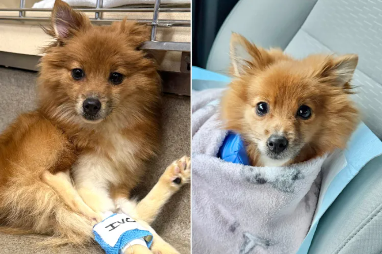 A 3-Pound Puppy Left to Die… Then Came the Rescue