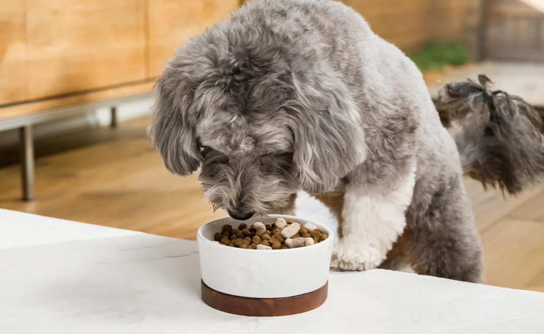 The Biggest Nutrition Mistakes Dog Owners Make