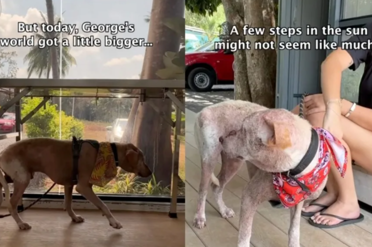 For This Rescue Dog, “Outside” Was a Big Deal