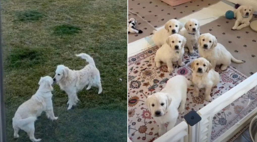 The Sweetest Love Story You Didn’t See Coming