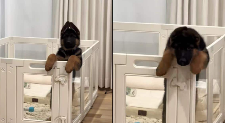 She Just Wanted a Cute Photo But Her dog Had Other Plans