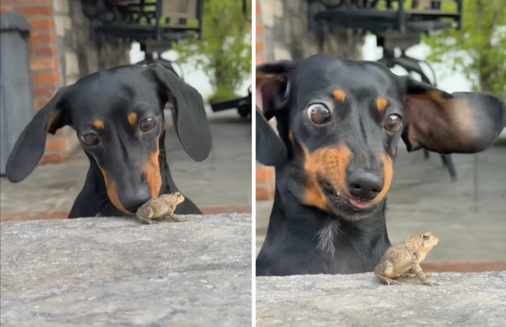 The Dachshund Who Experienced Every Emotion in 3 Seconds