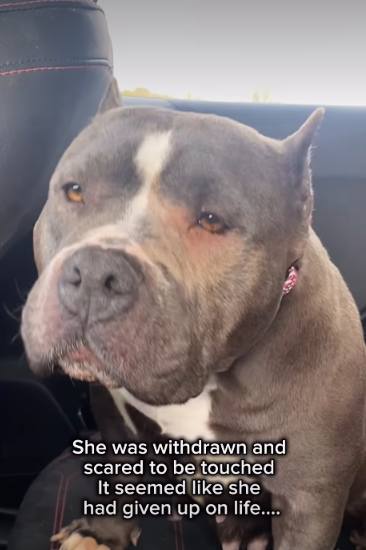 The Dog Who Flinched at Love—Then Leaned Into It