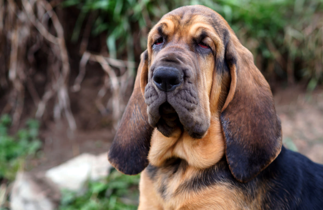 The Bloodhound Who Brought a Lost Boy Home