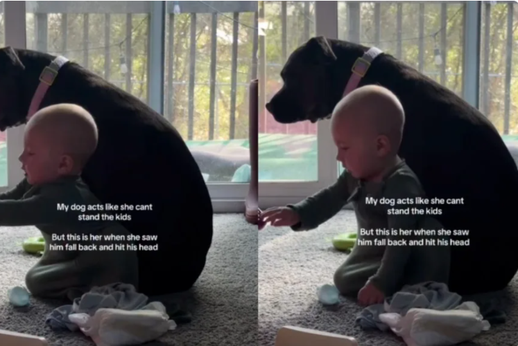Instantly Protective: Little Dog, Big Heart