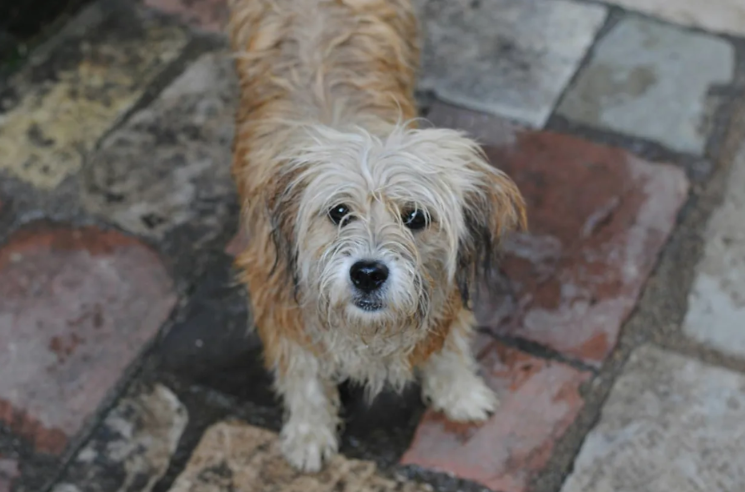 He Kept Looking for His Brother… Until Someone Stepped In
